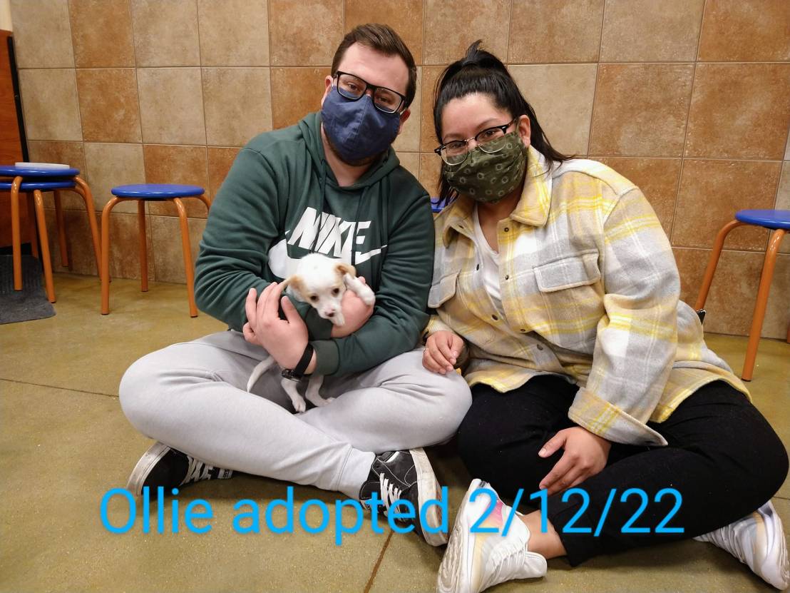 Ollie Adopted